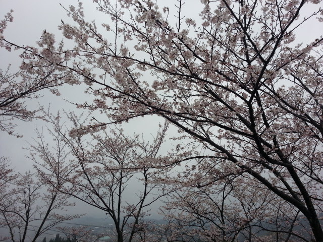 上床運動公園の桜